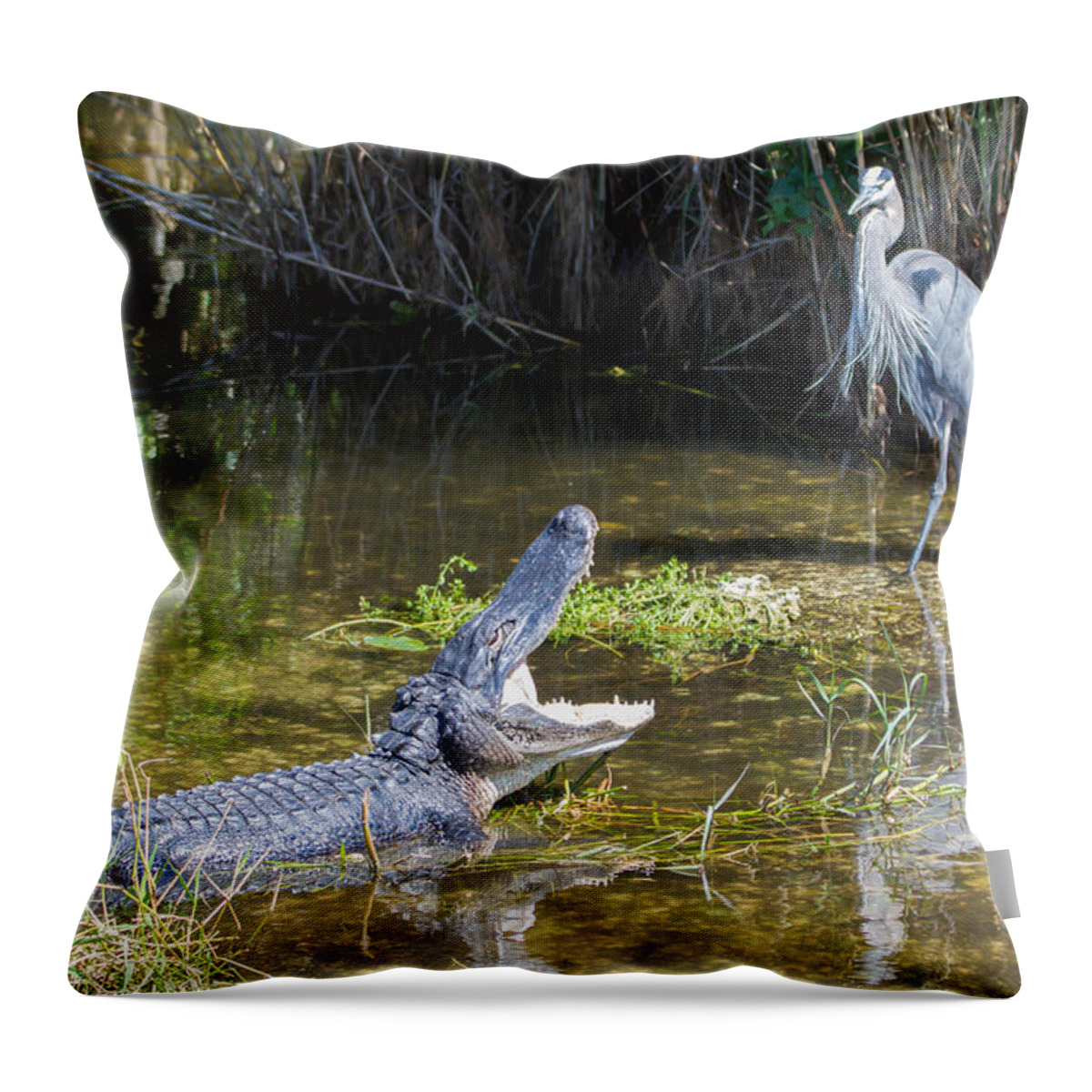 Everglades National Park Throw Pillow featuring the photograph Everglades 431 by Michael Fryd