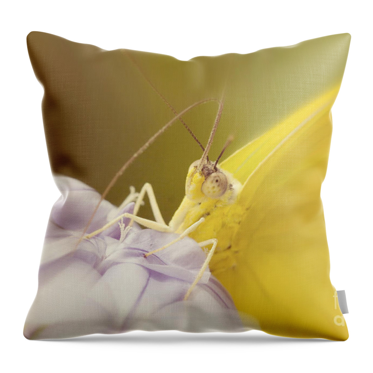 Eye Contact Throw Pillow featuring the photograph Butterfly Eye Contact by Chris Scroggins