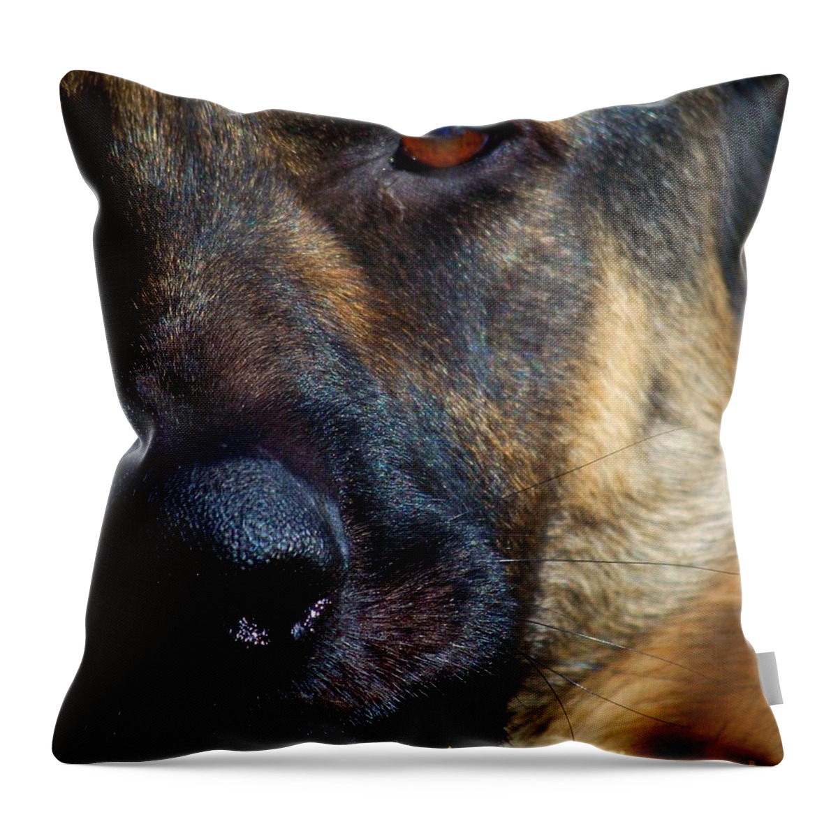 Dog Throw Pillow featuring the photograph Eye of the Shepherd by Jai Johnson