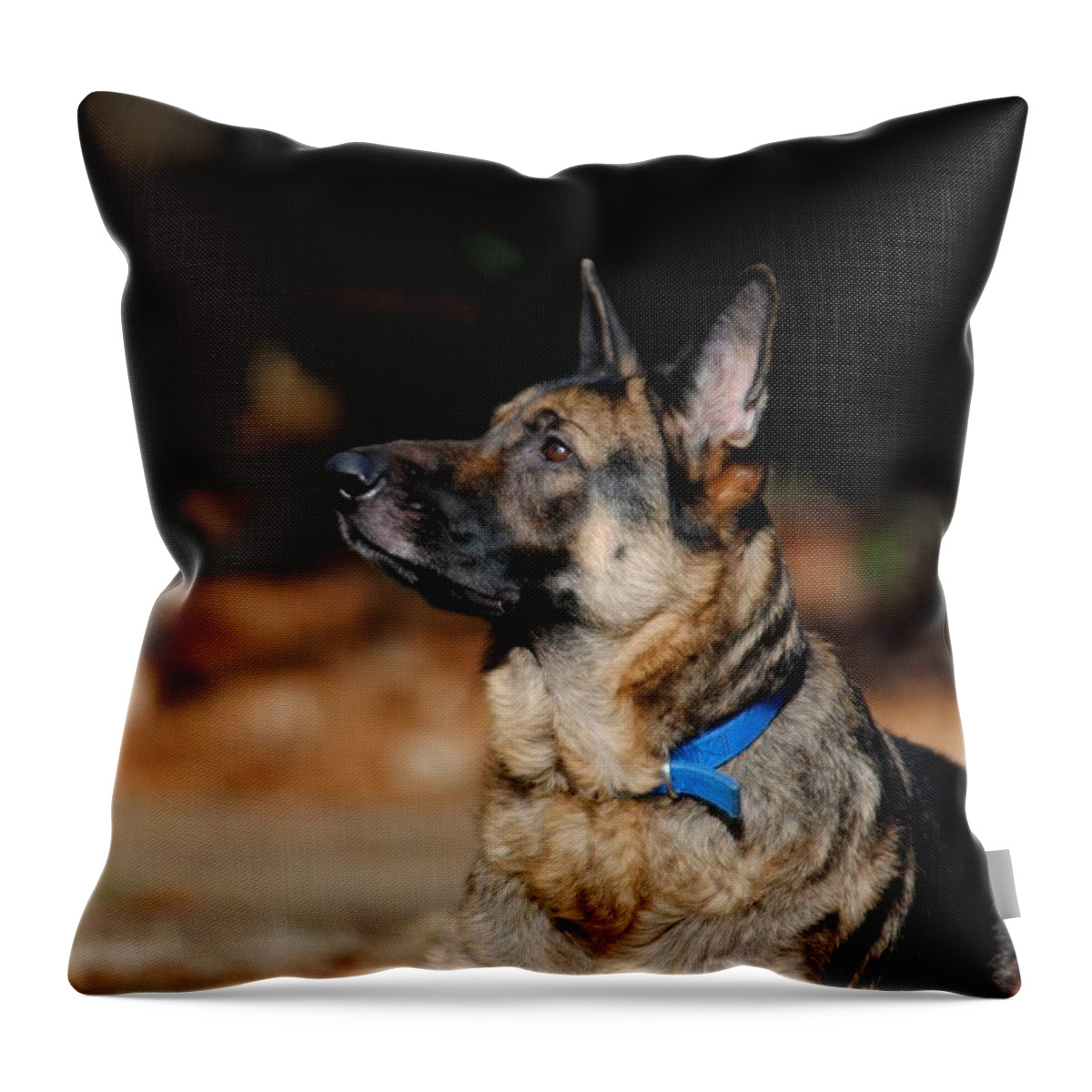 Dog Throw Pillow featuring the photograph Eye on the Ball by Jai Johnson