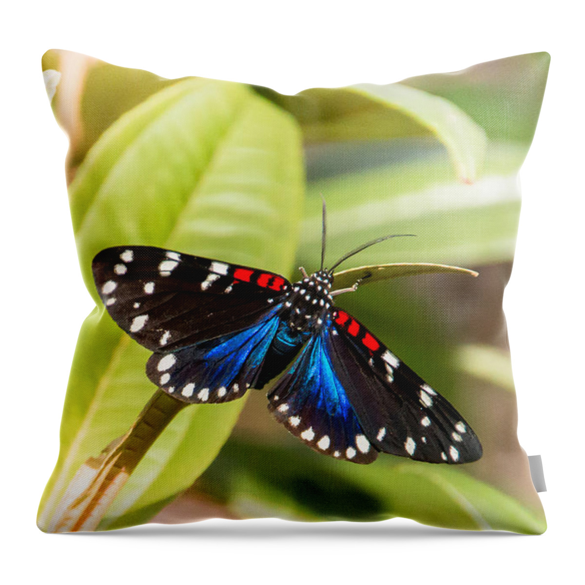 Arctiidae Throw Pillow featuring the photograph Faithful Beauty by Amanda Mohler