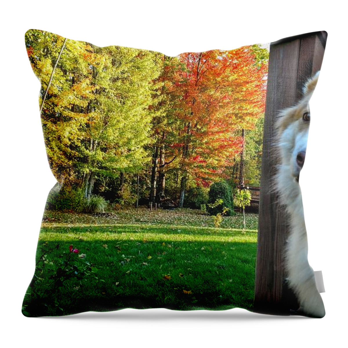  Throw Pillow featuring the photograph Fall Ducati by Brad Nellis