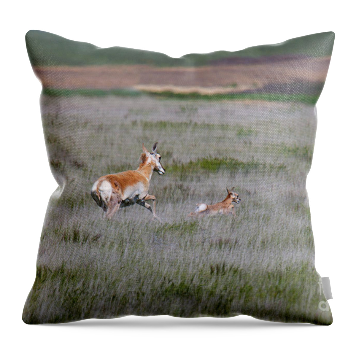 Pronghorn Antelope Throw Pillow featuring the photograph Famliy Flight by Jim Garrison