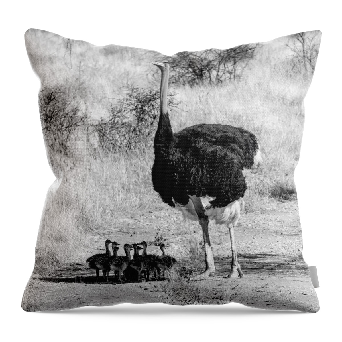 Ostrich Throw Pillow featuring the photograph Fathers Day by Chris Scroggins