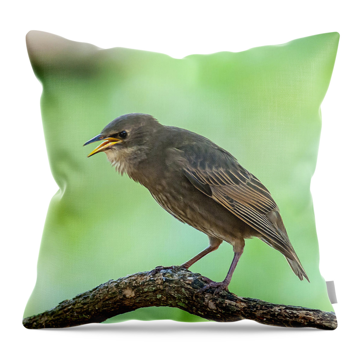 Starling Throw Pillow featuring the photograph Feed Me by Cathy Kovarik