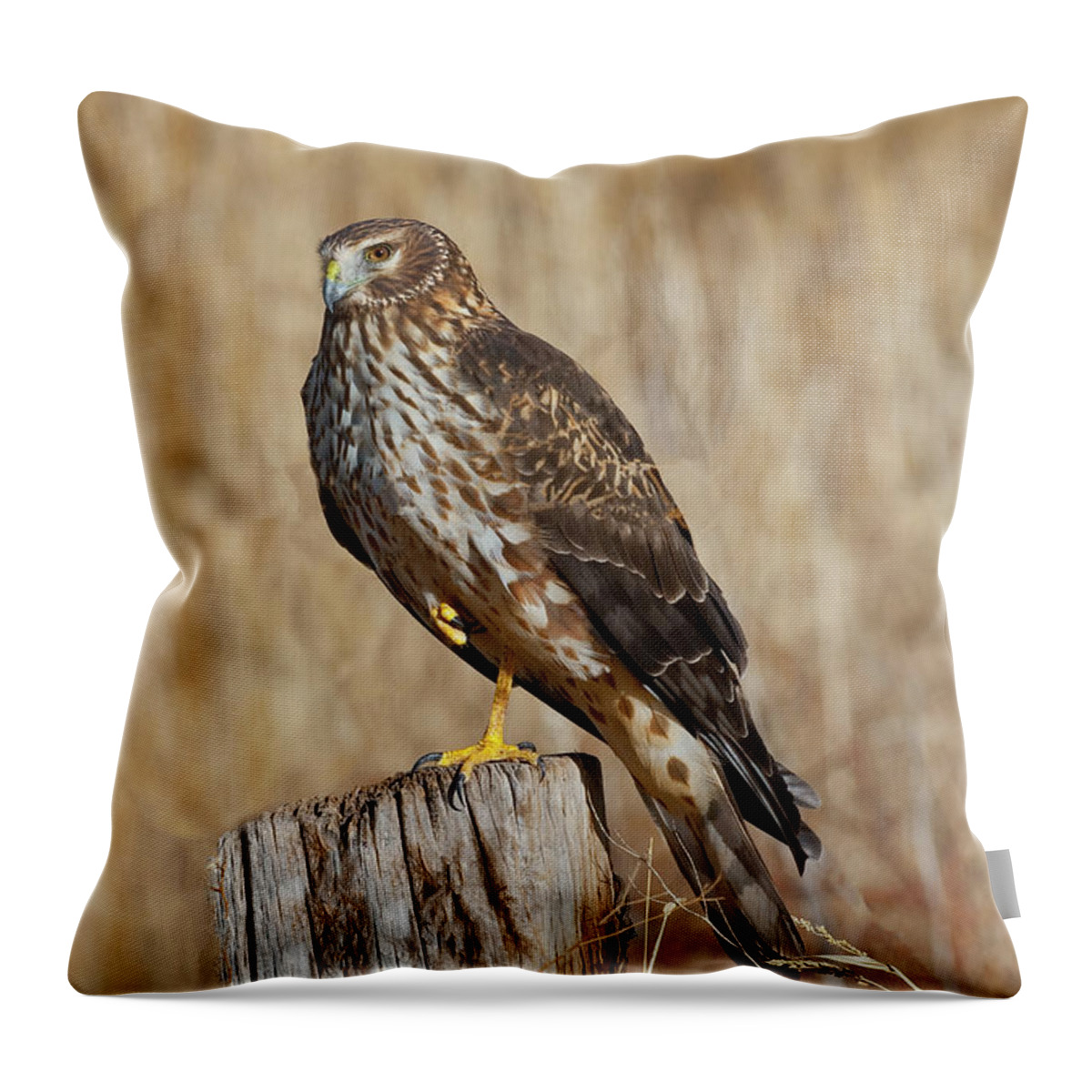 Adult Throw Pillow featuring the photograph Female Northern Harrier Standing on One Leg by Jeff Goulden