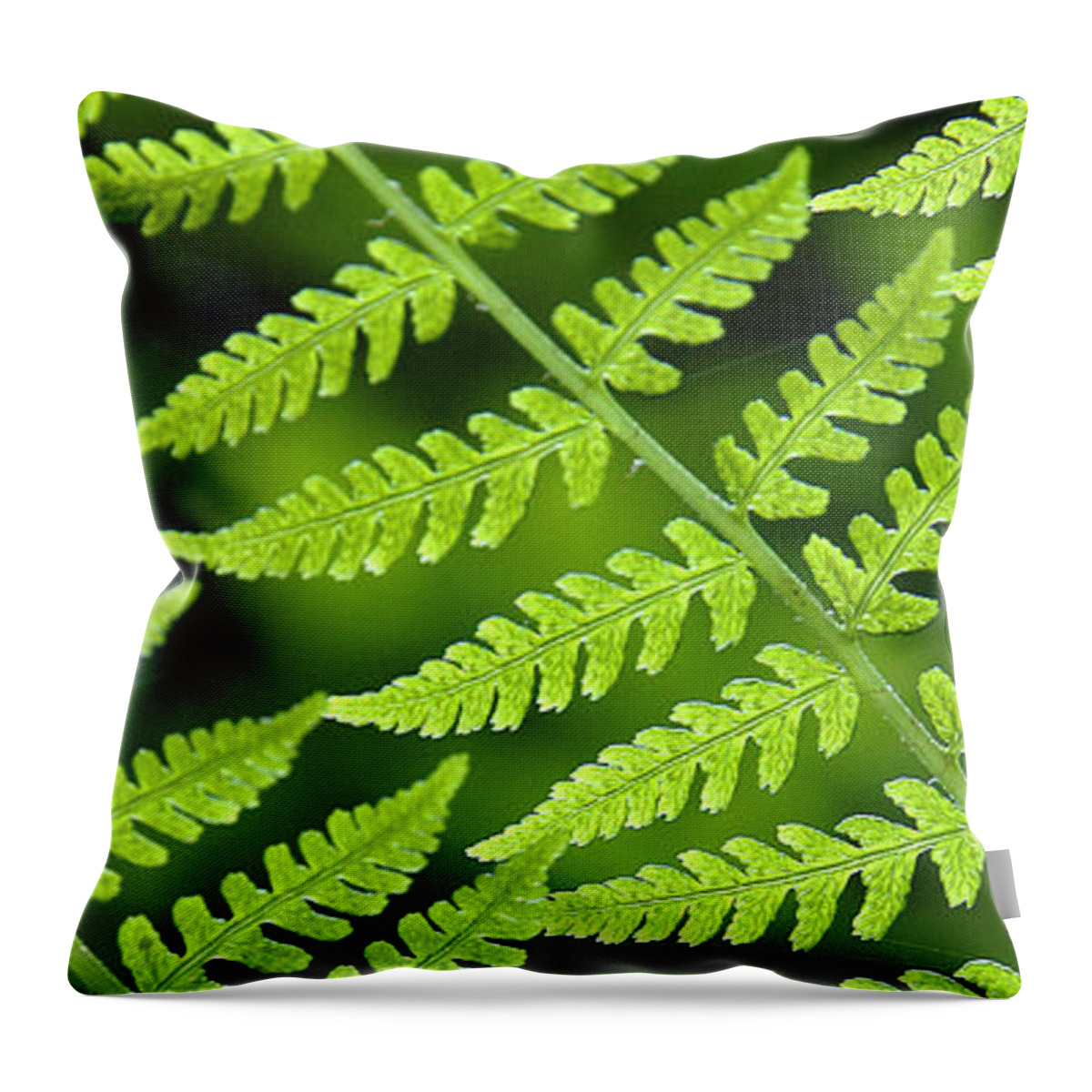 Fern Throw Pillow featuring the photograph Fern Branches by Ted Keller