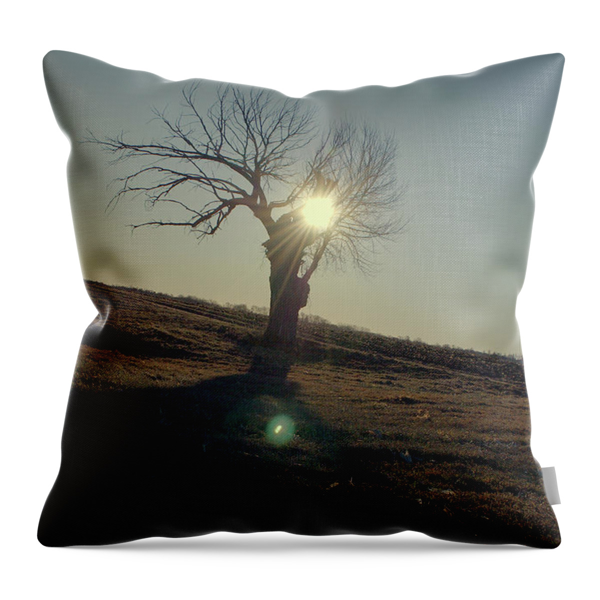 Tree Throw Pillow featuring the photograph Field and Tree by Troy Stapek