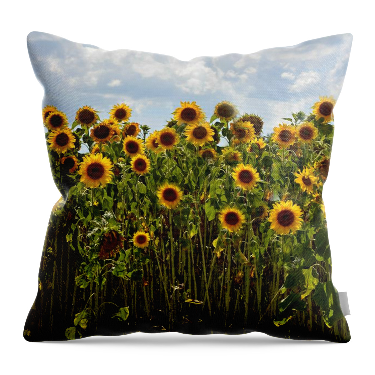 Sunflower Throw Pillow featuring the photograph Fields of Gold by Carolyn Mickulas