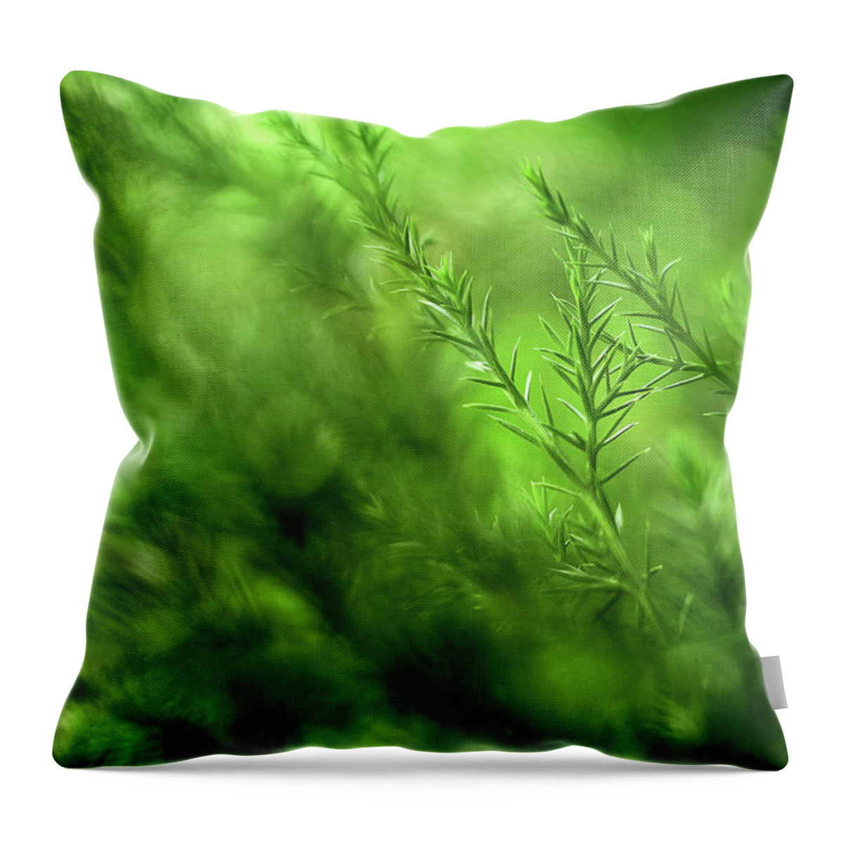Pine Tree Throw Pillow featuring the photograph Finding My Way by Mike Eingle