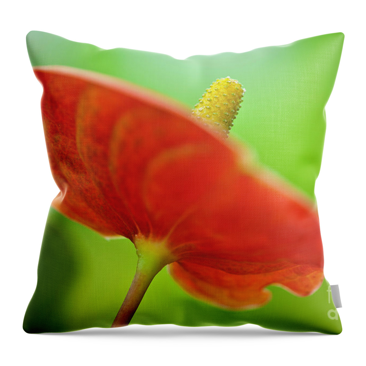 Anthurie Throw Pillow featuring the photograph Flamingo Flower 2 by Heiko Koehrer-Wagner