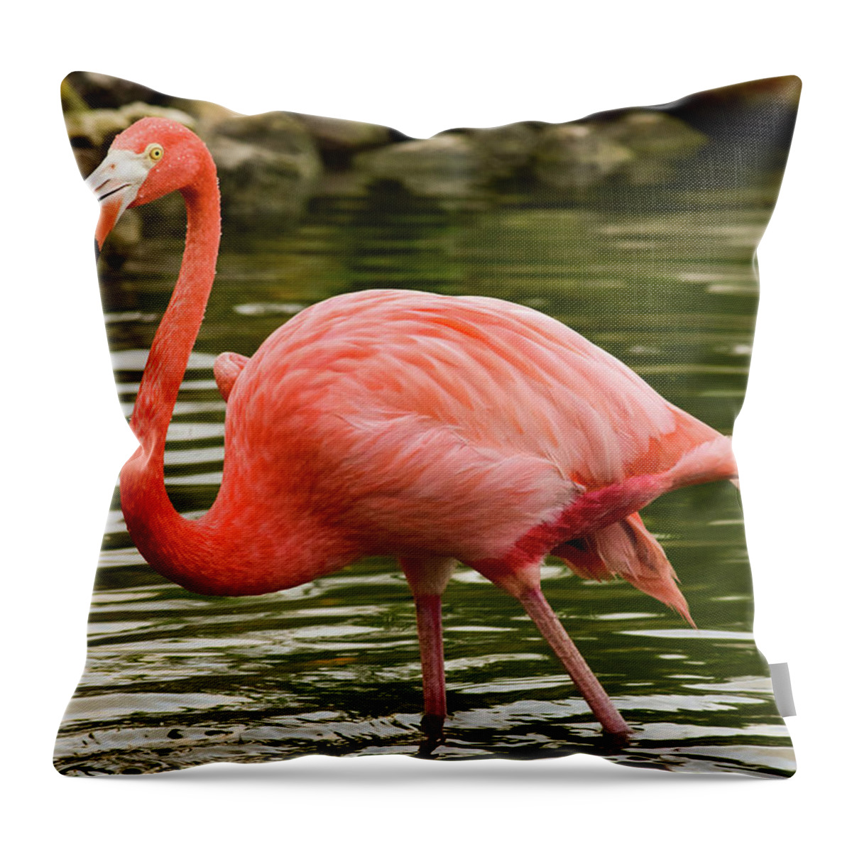 Flamingo Throw Pillow featuring the photograph Flamingo Wades by Nicole Lloyd