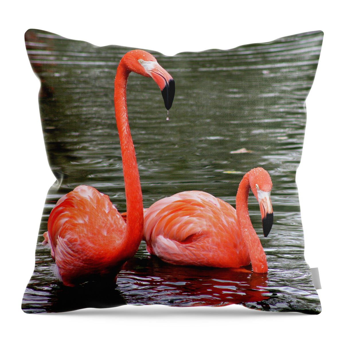Flamingos Throw Pillow featuring the photograph Flamingos by Holly Ross