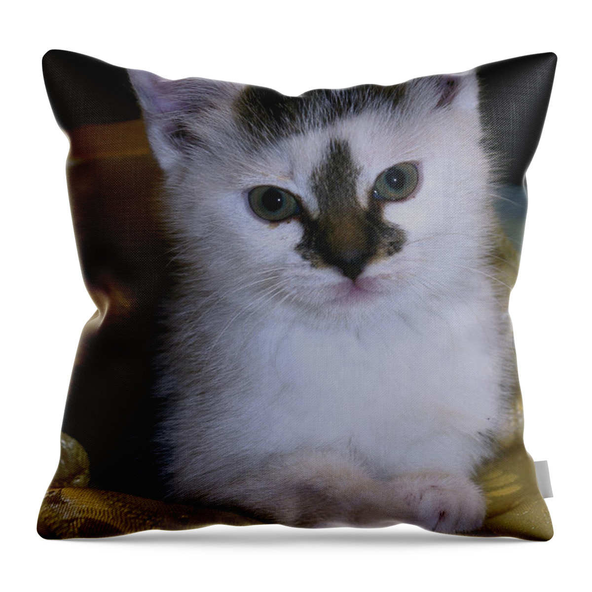 Kitten Throw Pillow featuring the photograph Fleur-de-lis kitten by Bess Carter