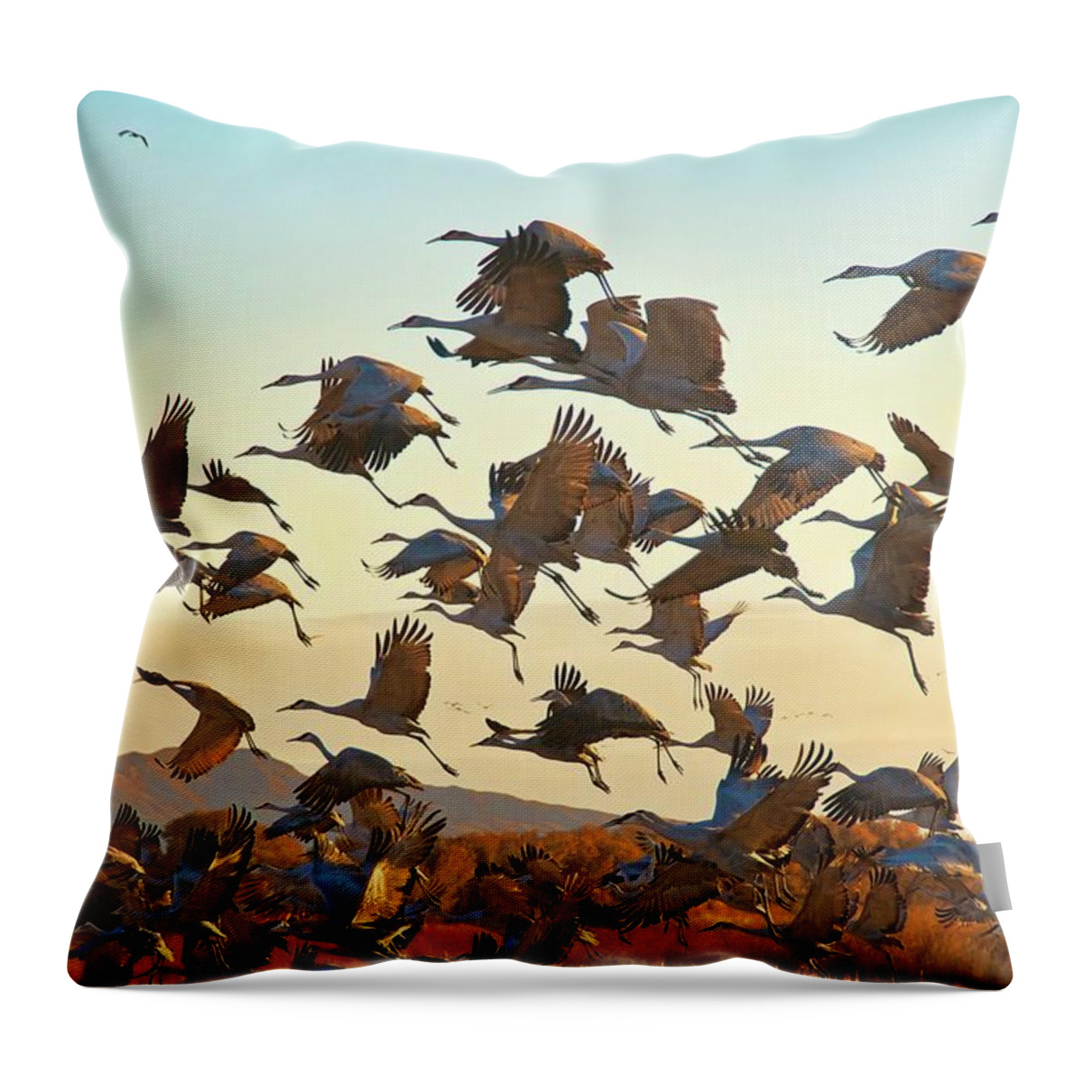Nature Throw Pillow featuring the photograph Liftoff, Sandhill Cranes by Zayne Diamond Photographic