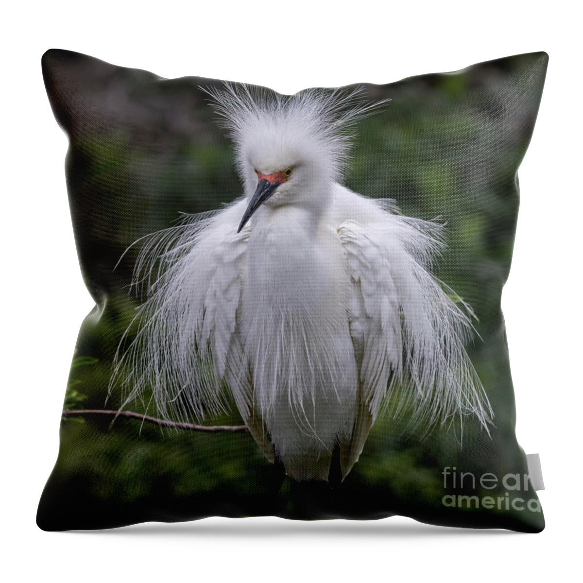 Snowy Throw Pillow featuring the photograph Fluffy Snowy Egret by DB Hayes