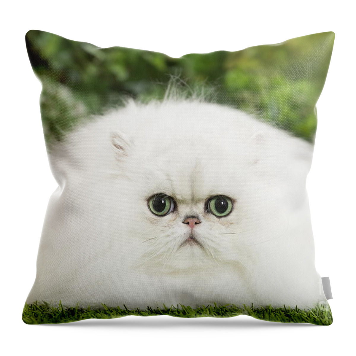 https://render.fineartamerica.com/images/rendered/default/throw-pillow/images/artworkimages/medium/1/fluffy-white-persian-chinchilla-cat-mary-evans-picture-library.jpg?&targetx=-119&targety=0&imagewidth=718&imageheight=479&modelwidth=479&modelheight=479&backgroundcolor=EAEAE5&orientation=0&producttype=throwpillow-14-14