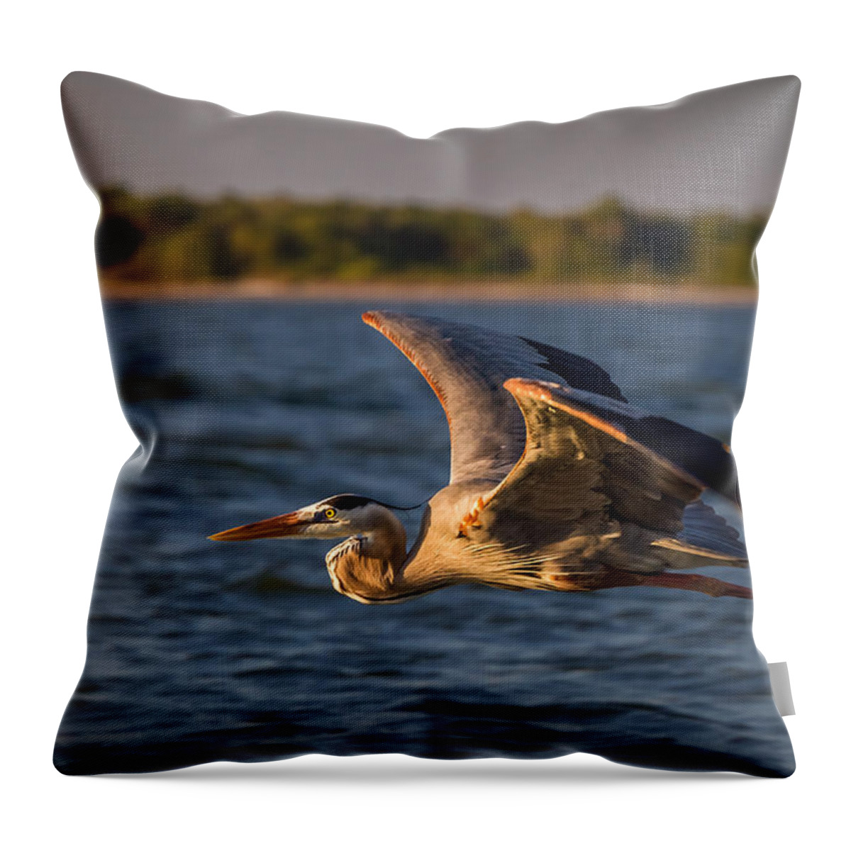 Big Bird Throw Pillow featuring the photograph Flying Great Blue Heron by Ron Pate