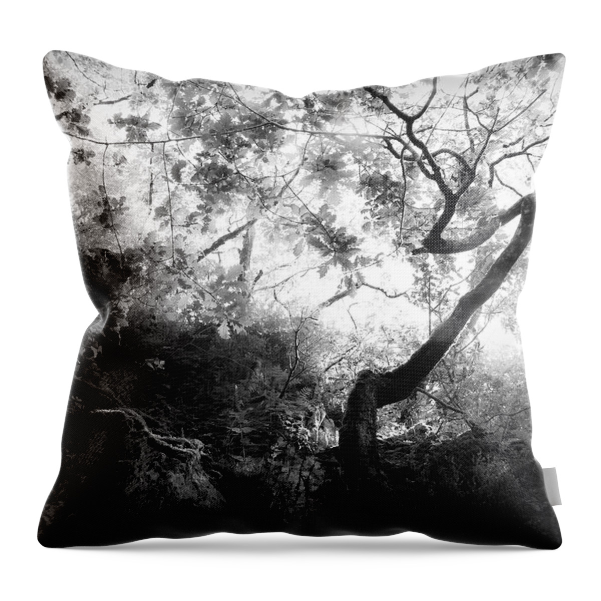 Tree Throw Pillow featuring the photograph Forgetting by Dorit Fuhg