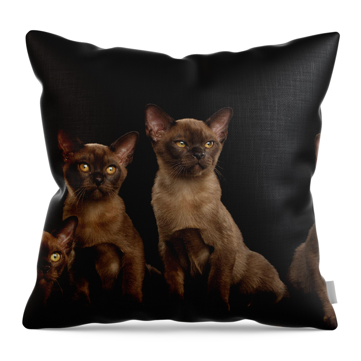Cat Throw Pillow featuring the photograph Four Cute Burma Kittens Sitting, Isolated Black Background by Sergey Taran
