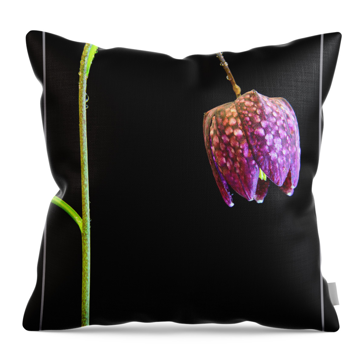 Fritillaria Meleagris Throw Pillow featuring the photograph Fritillaria meleagris, Snakes Head fritillary by Andy Myatt
