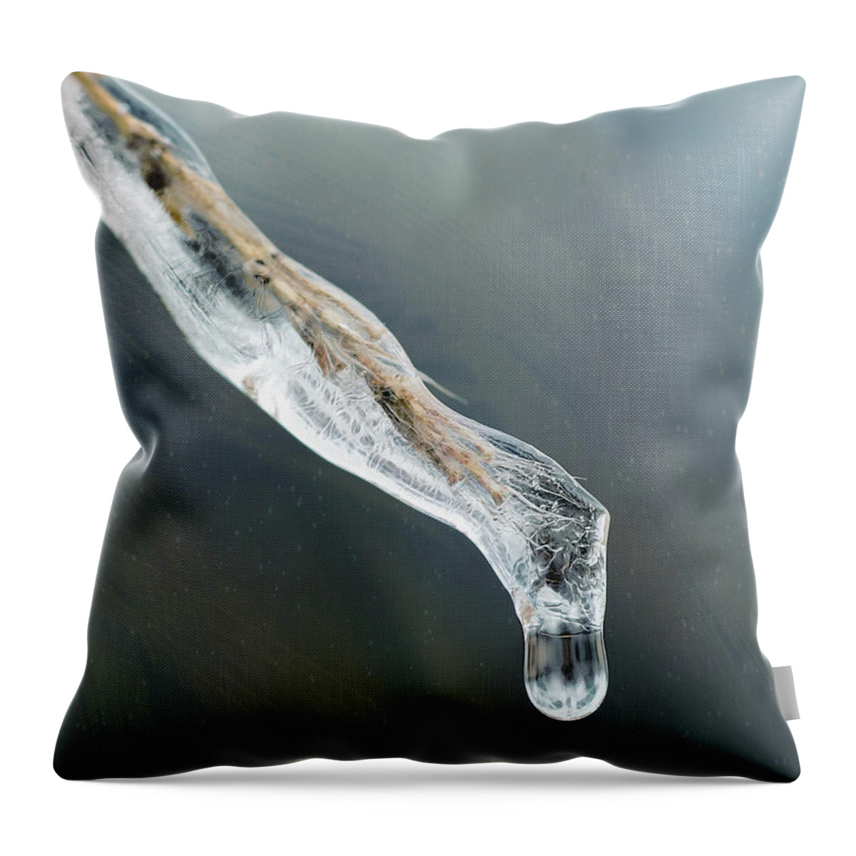 Crystal Throw Pillow featuring the photograph Frozen Pampas Grass Plume by Robert FERD Frank