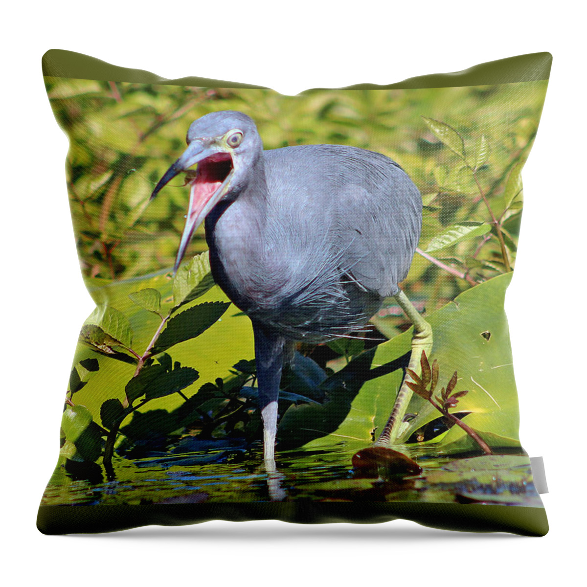 Bird Throw Pillow featuring the photograph Fussy Little Blue Heron by DB Hayes
