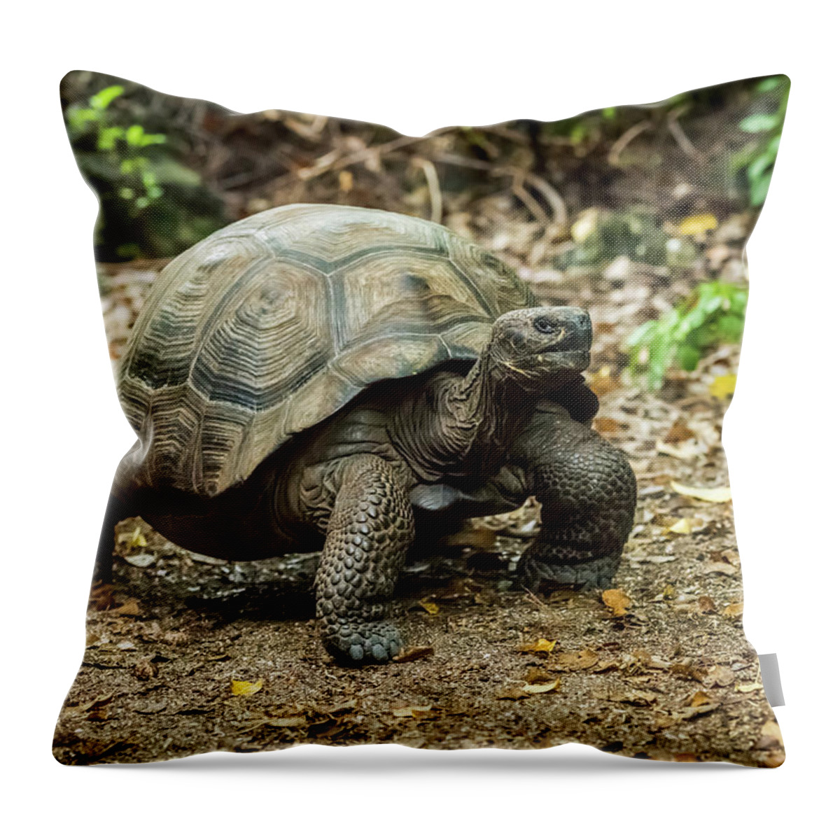 https://render.fineartamerica.com/images/rendered/default/throw-pillow/images/artworkimages/medium/1/galapagos-giant-tortoise-walking-along-gravel-path-nick-dale.jpg?&targetx=-119&targety=0&imagewidth=717&imageheight=479&modelwidth=479&modelheight=479&backgroundcolor=6C664D&orientation=0&producttype=throwpillow-14-14