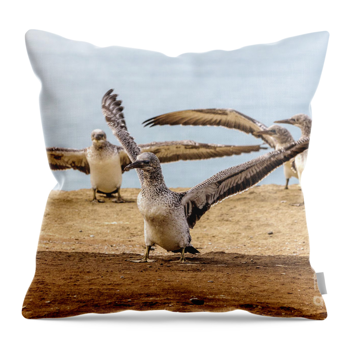 Gannet Throw Pillow featuring the photograph Gannet Chick 2 - Flying School by Werner Padarin