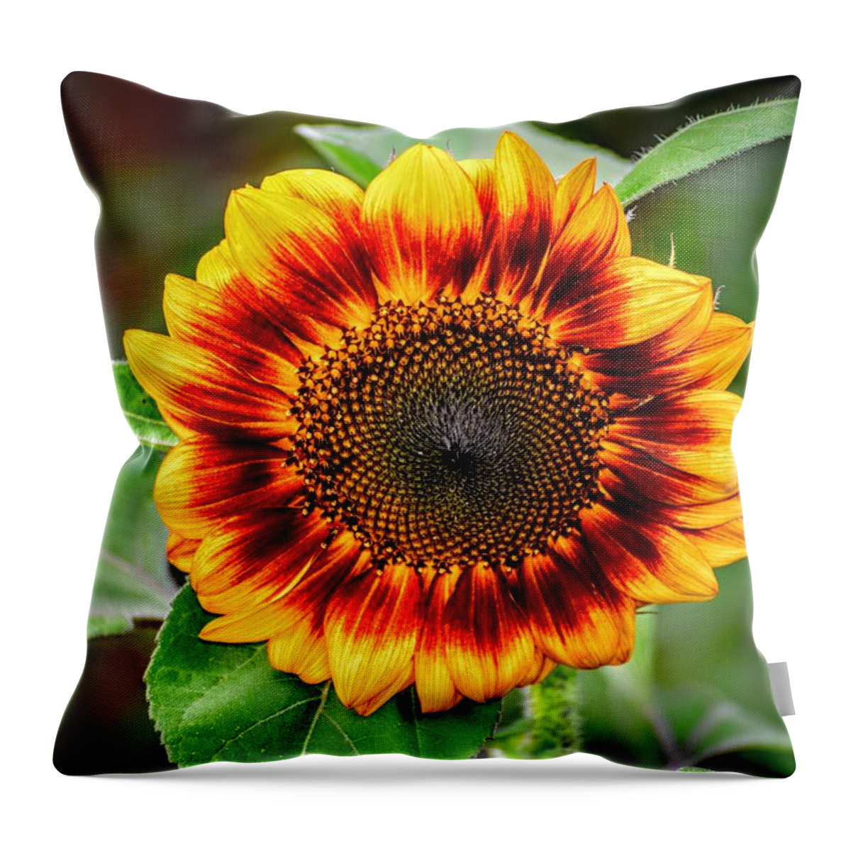 Sunflower Throw Pillow featuring the photograph Garden Sequence by Michael Brungardt