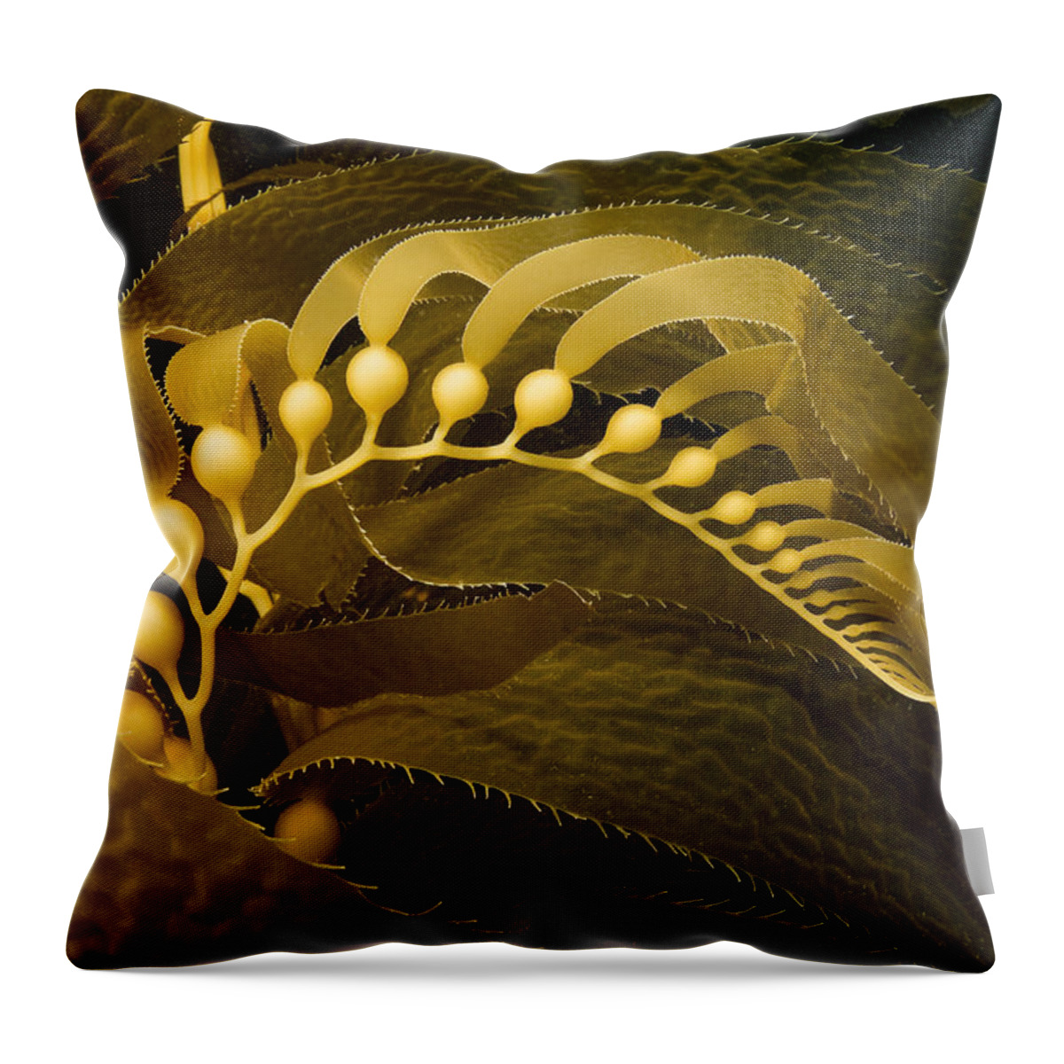 https://render.fineartamerica.com/images/rendered/default/throw-pillow/images/artworkimages/medium/1/giant-kelp-forest-dave-fleetham-printscapes.jpg?&targetx=-119&targety=0&imagewidth=718&imageheight=479&modelwidth=479&modelheight=479&backgroundcolor=171507&orientation=0&producttype=throwpillow-14-14
