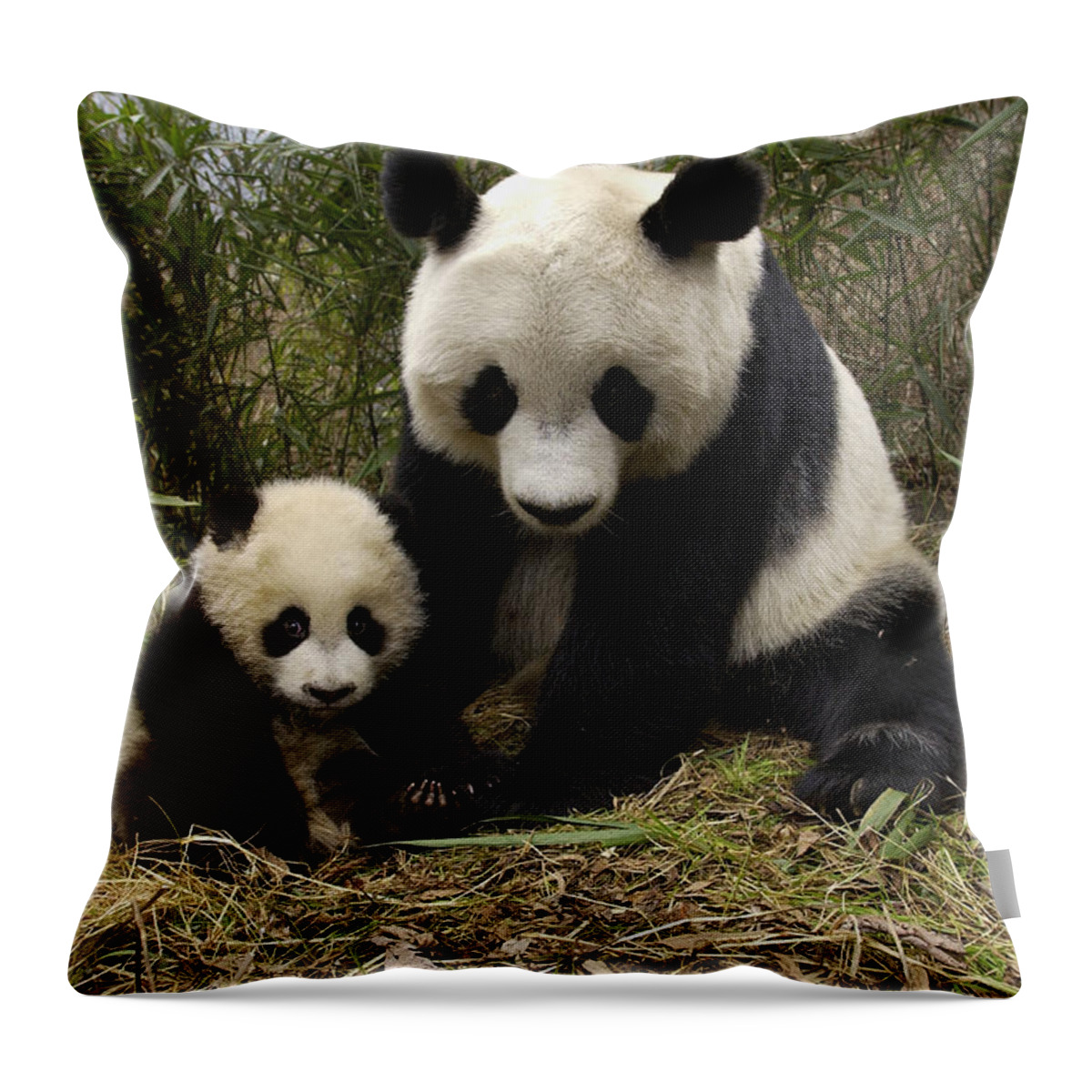 Mp Throw Pillow featuring the photograph Giant Panda Ailuropoda Melanoleuca by Katherine Feng