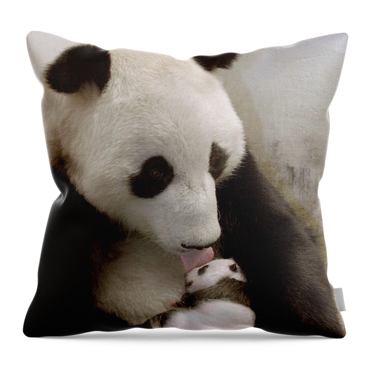 Mp Throw Pillow featuring the photograph Giant Panda Ailuropoda Melanoleuca Xi by Katherine Feng