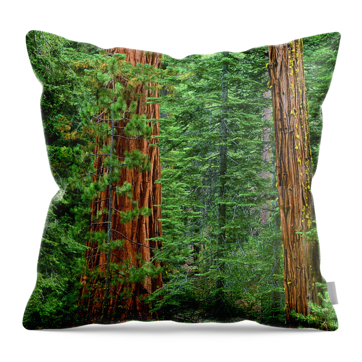 North America Throw Pillow featuring the photograph Giant Sequoias Sequoiadendron Gigantium Yosemite NP CA by Dave Welling