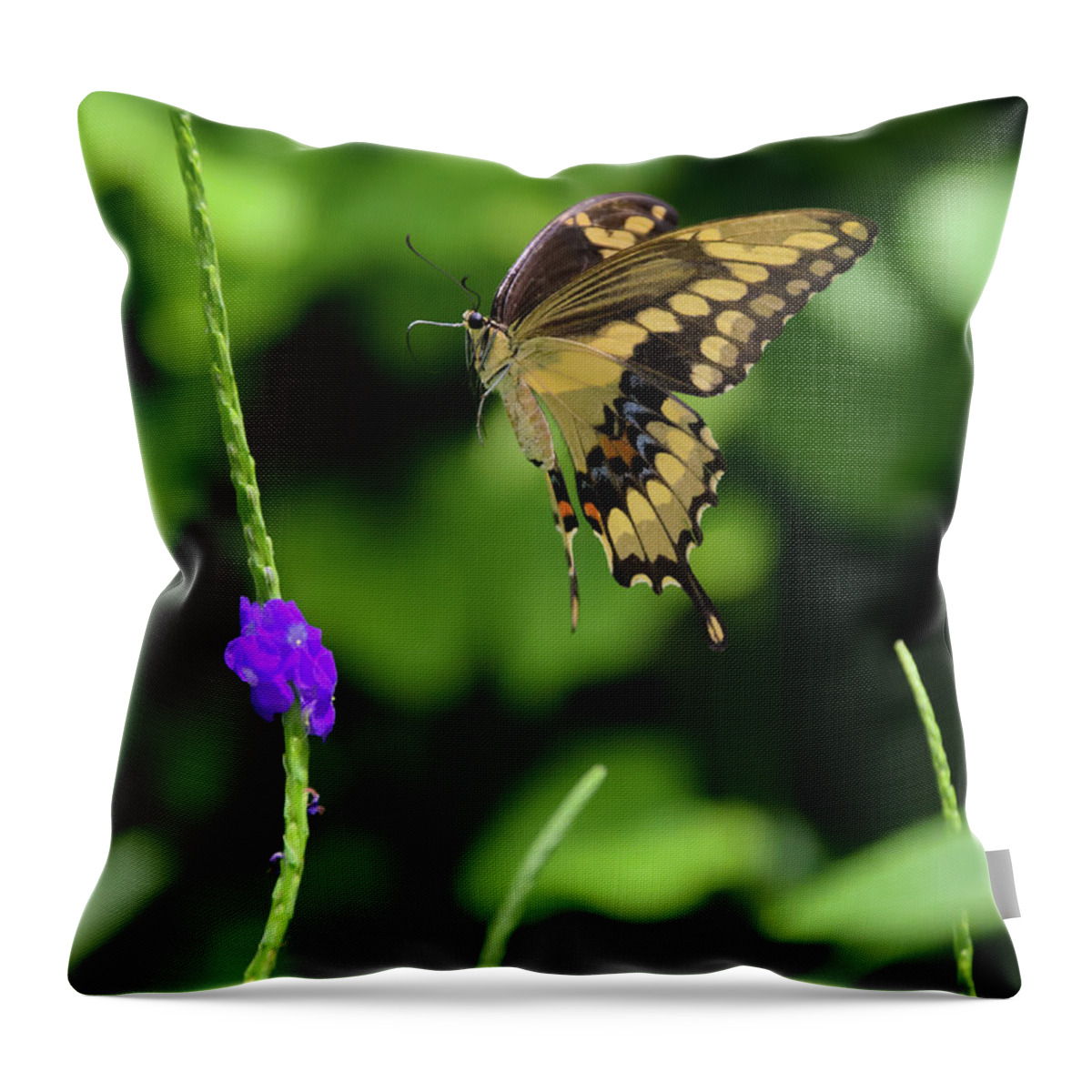 Butterfly Throw Pillow featuring the photograph Giant Swallowtail Butterfly Landing on a Purple Flower by Artful Imagery
