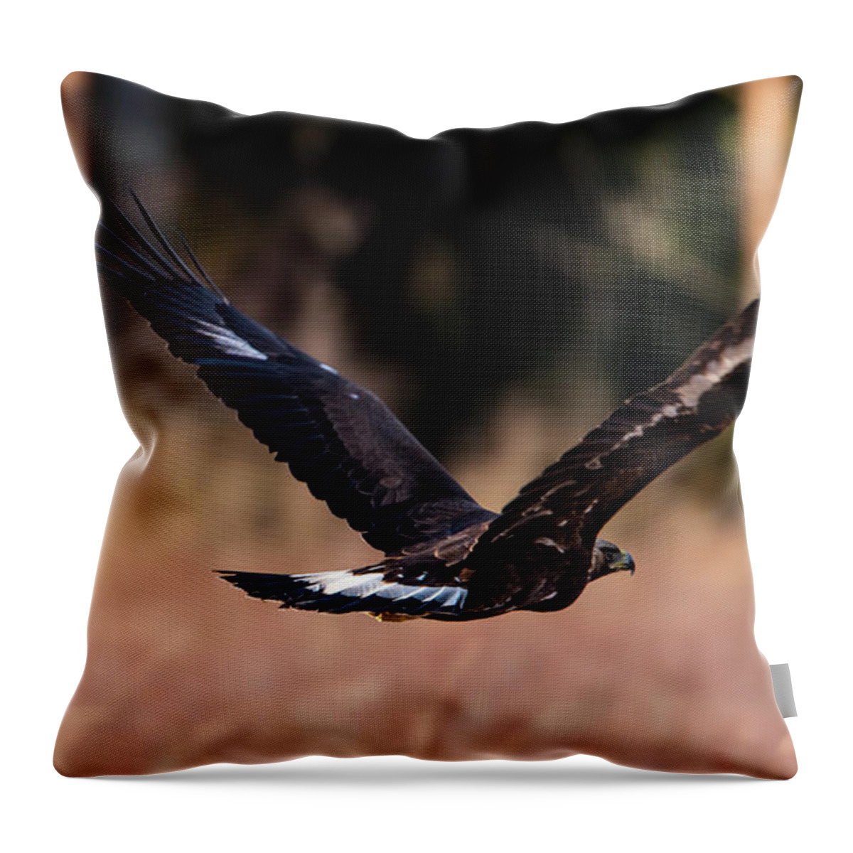 Golden Eagle Throw Pillow featuring the photograph Golden Eagle flying by Torbjorn Swenelius