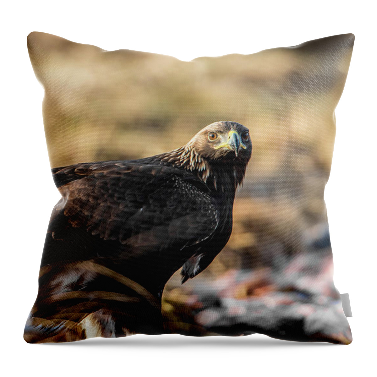 Golden Eagle Throw Pillow featuring the photograph Golden Eagle's Glance by Torbjorn Swenelius