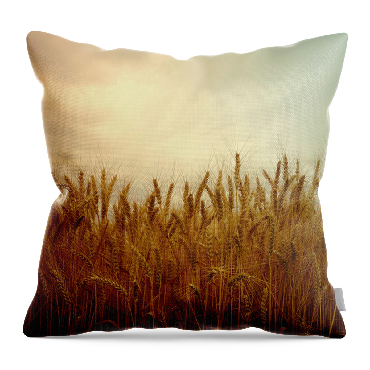 Wheat Throw Pillow featuring the photograph Golden Wheat by Kae Cheatham