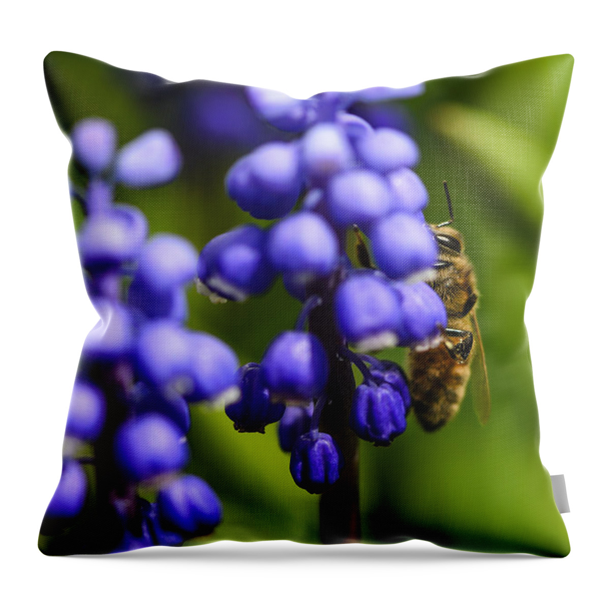 Grape Hyacinth Throw Pillow featuring the photograph Grape Hyacinth and Bee by Tamara Becker