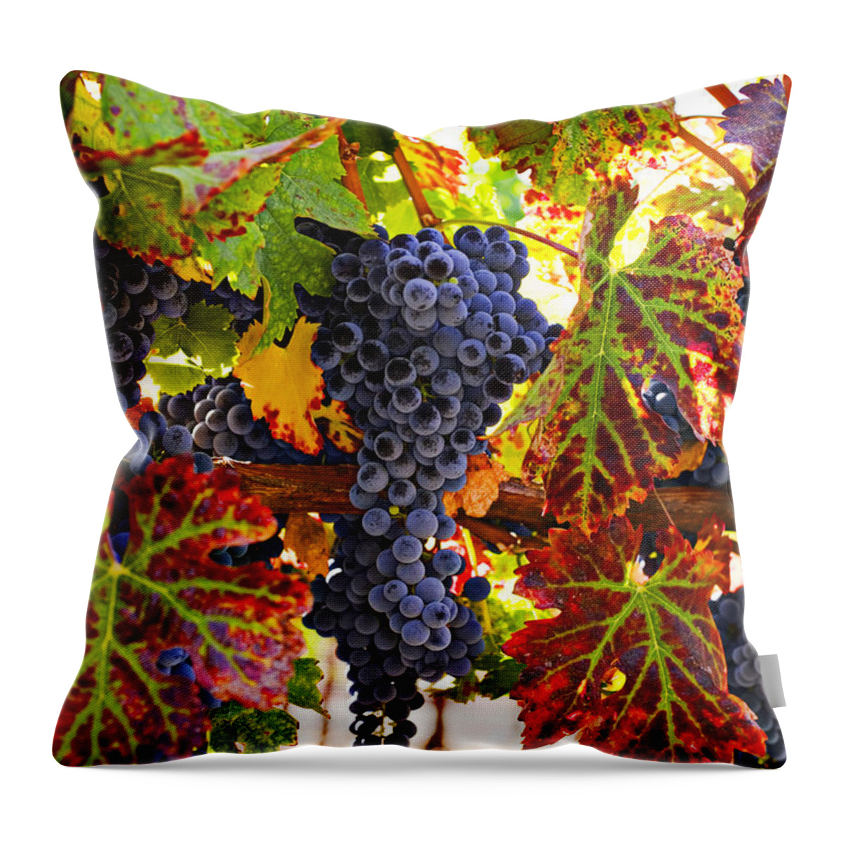 Grapes Throw Pillow featuring the photograph Grapes on vine in vineyards by Garry Gay