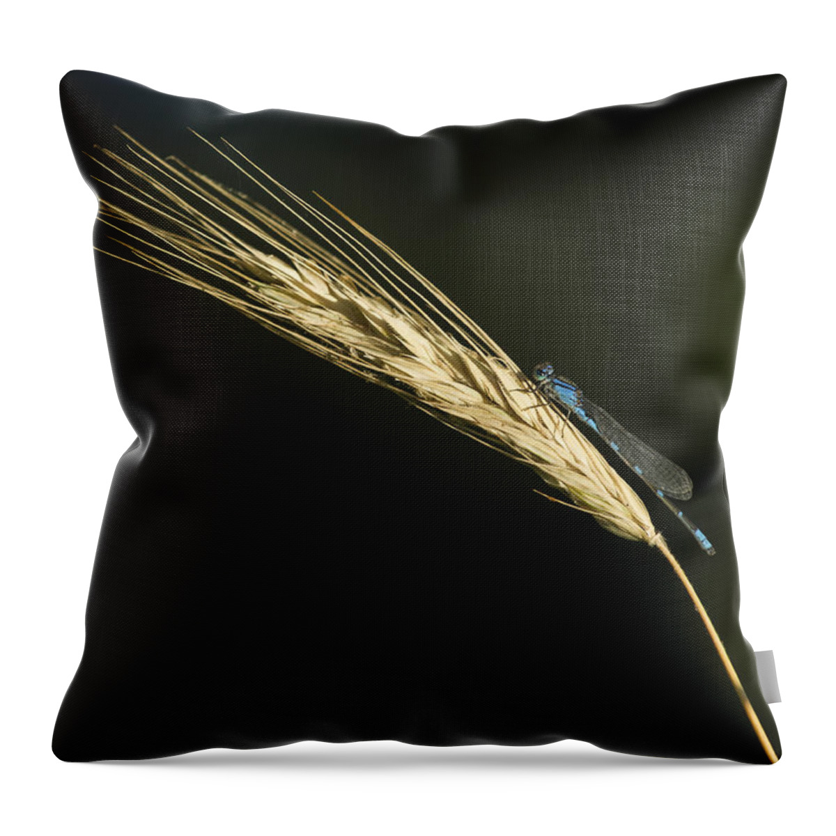 Enallagma Cyathigerum (common Blue Damselfly Throw Pillow featuring the photograph Grass with Blue Damsel by Thomas Young