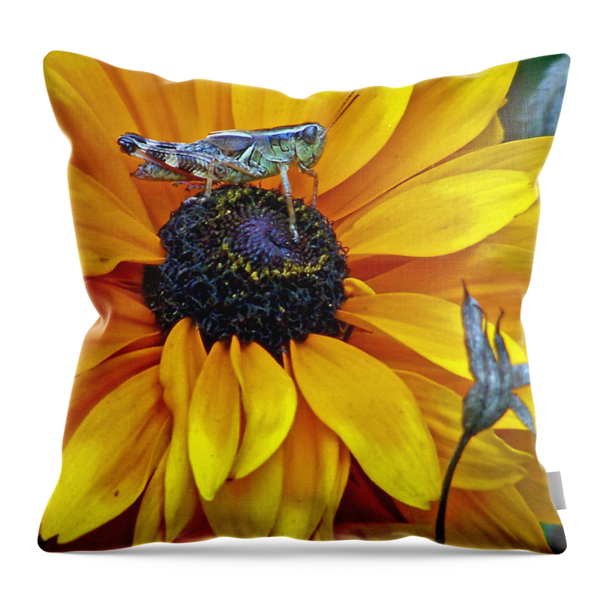 Insects Throw Pillow featuring the photograph Grasshopper and Susan by Jennifer Robin