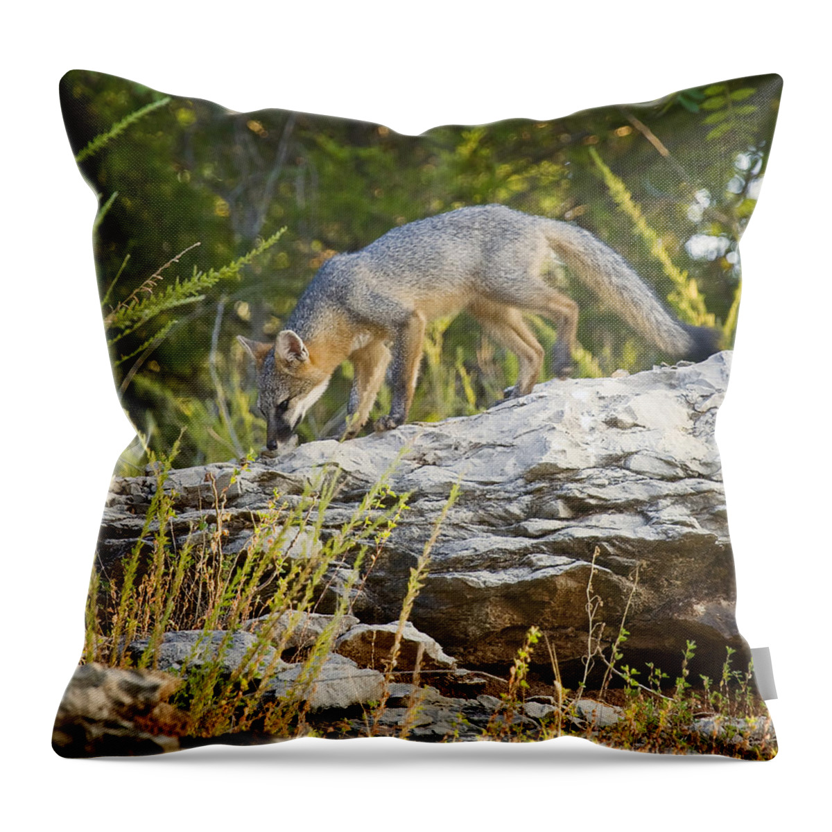 Gray Fox Throw Pillow featuring the photograph Gray Fox Hunting the Bluff by Michael Dougherty