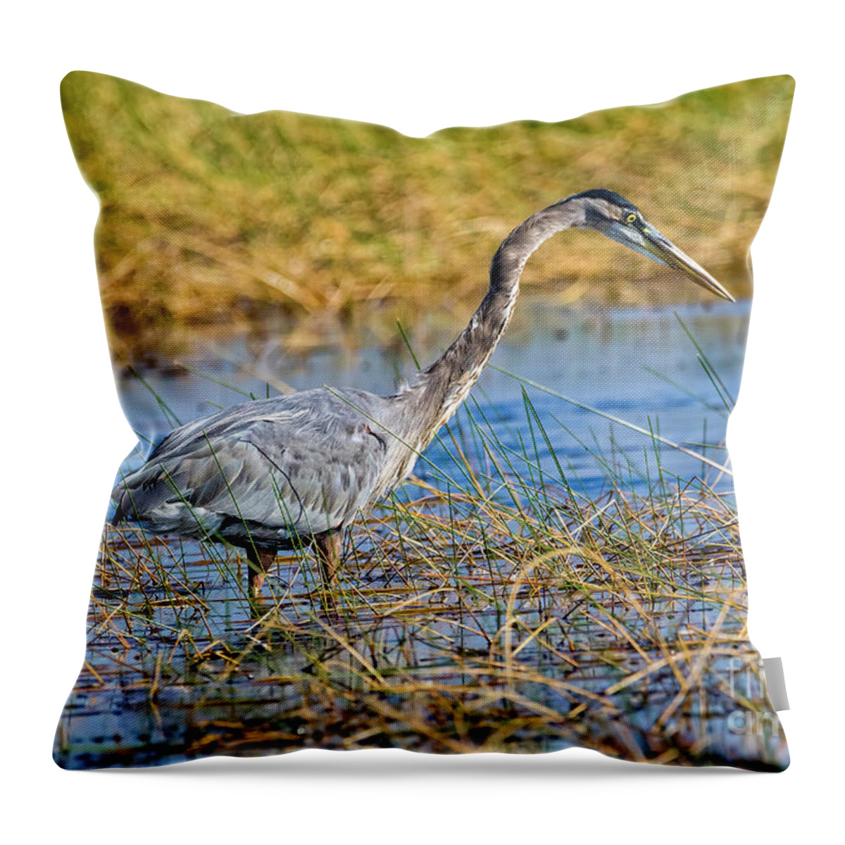 Herons Throw Pillow featuring the photograph Great Blue Heron On The Hunt by DB Hayes