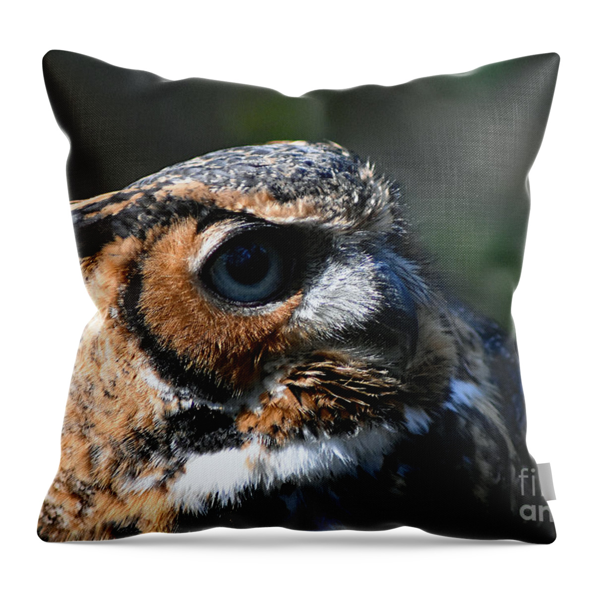 Art Throw Pillow featuring the photograph Great Horned Owl by DB Hayes
