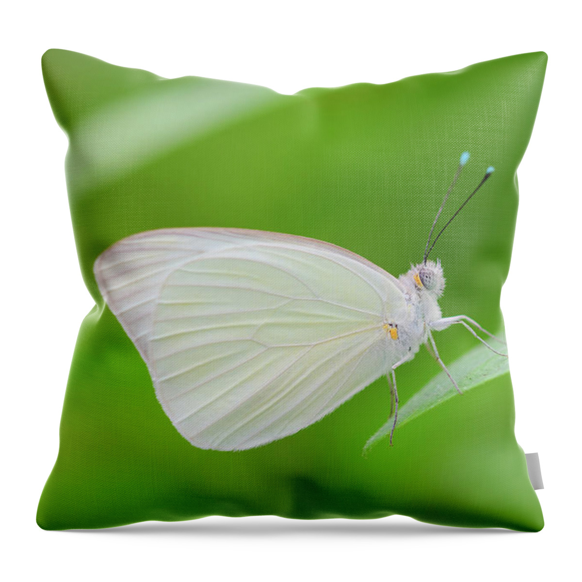 Butterfly Throw Pillow featuring the photograph Great Southern White Butterfly by Artful Imagery