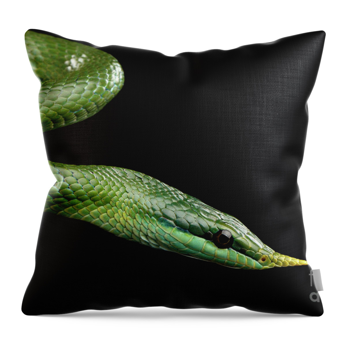 Snake Throw Pillow featuring the photograph Green long nosed snake, Rhinoceros Ratsnake by Sergey Taran