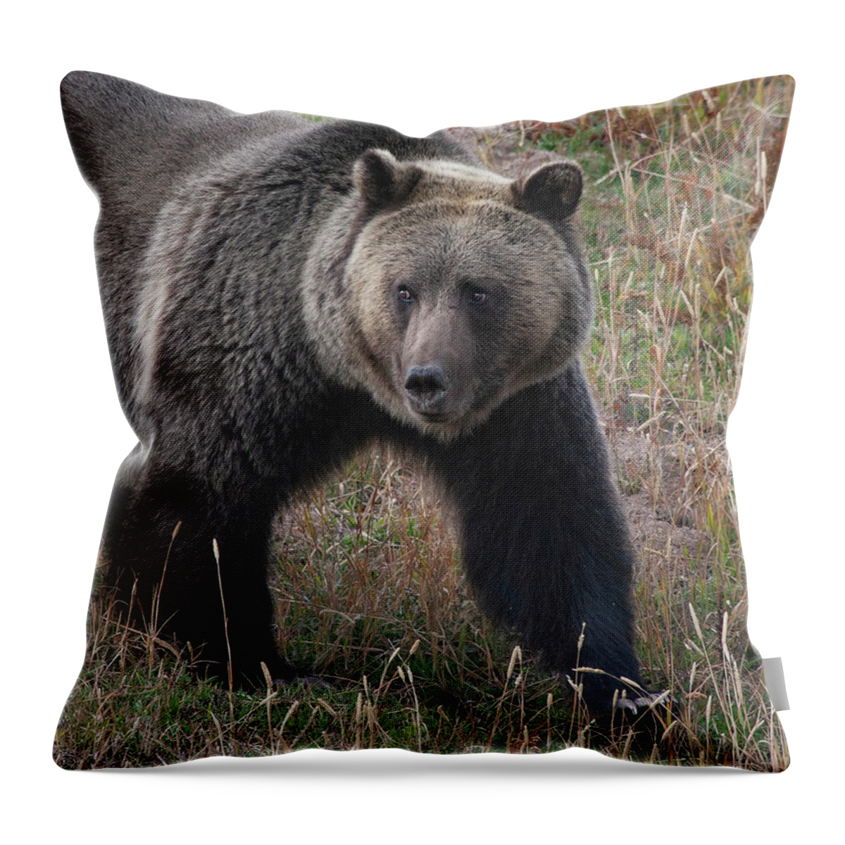 Mark Miller Photos. Grizzly Throw Pillow featuring the photograph Grizzly Bear in Fall by Mark Miller
