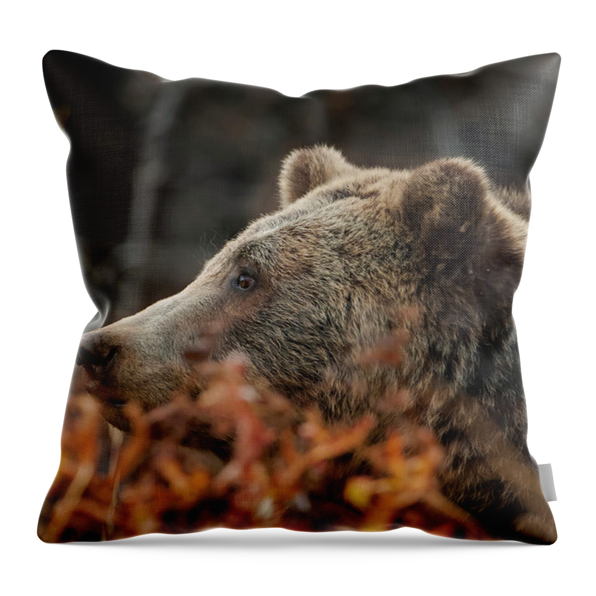Mark Miller Photos Throw Pillow featuring the photograph Grizzly Bear Portrait in Fall by Mark Miller
