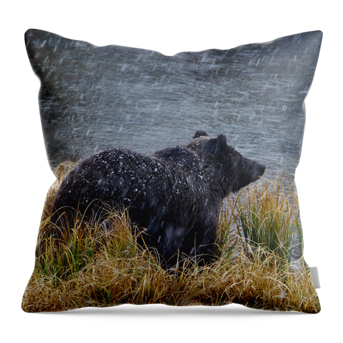 Grizzly Throw Pillow featuring the photograph Grizzly in Falling Snow by Mark Miller
